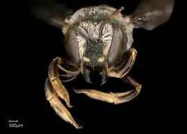   Anthidium aztecum nbsp;female face, photo: Tevan Brady 
