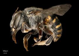   Anthidium aztecum nbsp;female lateral habitus, photo: Tevan Brady
