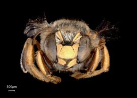   Anthidium aztecum nbsp;male face, photo: Tevan Brady 
