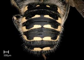   Anthidium banningense nbsp;male abdomen, photo: Tevan Brady 
