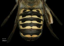  Fig 7,  Anthidium michenerorum  male abdomen, photo: Jeni Sidwell 
