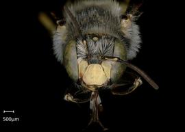  Fig 5,  Anthidium michenerorum  male face, photo: Jeni Sidwell 
