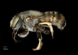  Fig 2,  Anthidium michenerorum  female lateral habitus, photo: Jeni Sidwell 
