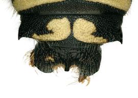  Fig 9,  Anthidium michenerorum  male, dorsal view of seventh tergum (T7), photo: Jeni Sidwell 
