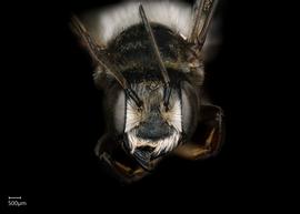   Maximegachile nbsp; maxillosanbsp; male face, photo: Chelsey Ritner 
