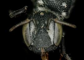   Noteriades spinosus  female face, photo: C. Ritner 
