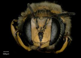  Anthidium illustre nbsp;male face, photo: Jeni Sidwell 
