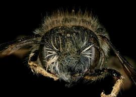  Anthidioma chalicodomoides  female face, photo: C. Ritner 
