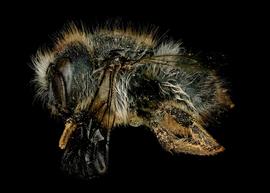   Anthidioma chalicodomoides  female lateral habitus, photo: C. Ritner 
