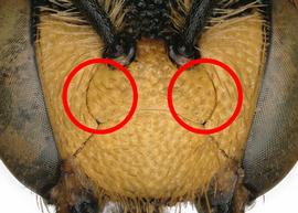   Anthidiellum  sp. female subantennal sutures distinctly arcuate, photo: C. Ritner 
