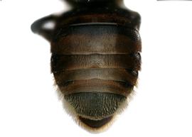   Anthidiellum rufomaculatum  female abdomen, photo: C. Ritner 
