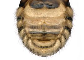   Hypanthidiodes mourei  male sterna, photo: C. Ritner 
