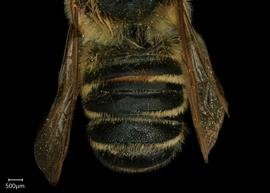   Megachile tsurugensis  male abdomen, photo: Shaun Heller 
