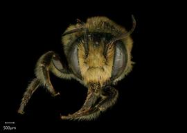   Megachile tsurugensis  male face, photo: Shaun Heller 
