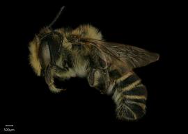   Megachile tsurugensis  male lateral habitus, photo: Shaun Heller 
