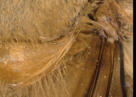   Apis koschevnikovi  female scutellum and axilla, photo: T. Brady 
