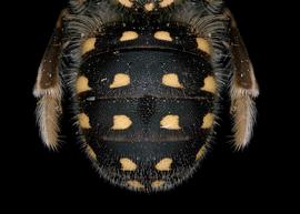   Indanthidium crenulaticauda  male abdomen, photo: T. Brady 
