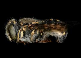   Indanthidium crenulaticauda  male lateral habitus, photo: C. Ritner 
