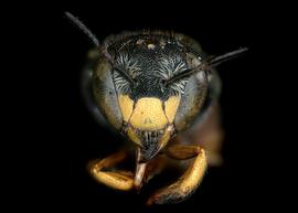   Pseudoanthidium truncatum  female face, photo: C. Ritner 
