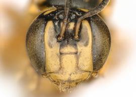   Ceratina sp . photo: Chelsey Ritner 
