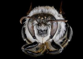   Lithurgopsis litoralis  male face, photo: C. Ritner 
