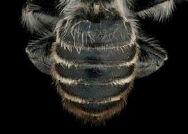   Lithurgopsis littoralis  male abdomen, photo: T. Brady 
