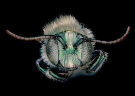   Hoplitis fulgida  male face, photo: C. Ritner 
