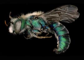   Hoplitis fulgida  male lateral habitus, photo: C. Ritner 
