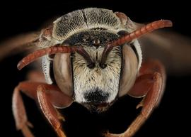   Metadioxys graeca  male face, photo: C. Ritner copy; Division of Entomology, University of Kansas Biodiversity Institute 
