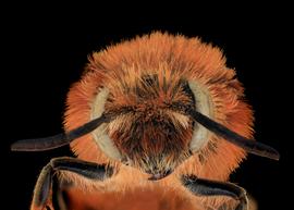   Prodioxys carnea  female face, photo: C. Ritner copy; Division of Entomology, University of Kansas Biodiversity Institute 
