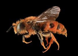   Prodioxys carnea  female lateral habitus, photo: C. Ritner copy; Division of Entomology, University of Kansas Biodiversity Institute 
