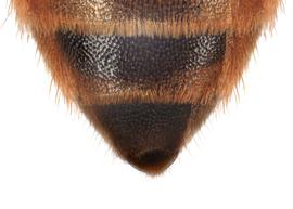   Prodioxys carnea  female S6, photo: C. Ritner copy; Division of Entomology, University of Kansas Biodiversity Institute 

