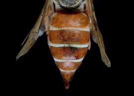   Ensliniana bidentata  female abdomen, photo: C. Ritner copy; Division of Entomology, University of Kansas Biodiversity Institute 
