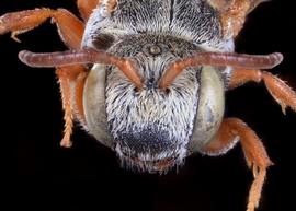   Ensliniana bidentata  female face, photo: C. Ritner copy; Division of Entomology, University of Kansas Biodiversity Institute 
