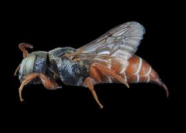   Ensliniana bidentata  female lateral habitus, photo: C. Ritner copy; Division of Entomology, University of Kansas Biodiversity Institute 
