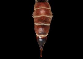   Paradioxys ruyanensis  female abdomen, photo: C. Ritner copy; Division of Entomology, University of Kansas Biodiversity Institute 
