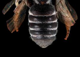   Heriadopsis  sp. female abdomen, photo: C. Ritner copy; Division of Entomology, University of Kansas Biodiversity Institute 

