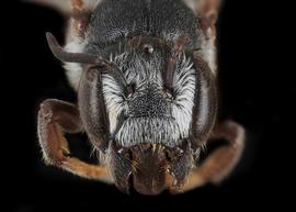   Heriadopsis  sp. female face, photo: C. Ritner copy; Division of Entomology, University of Kansas Biodiversity Institute 
