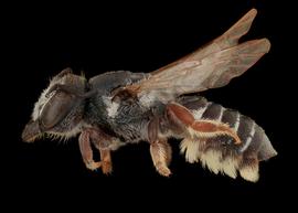   Heriadopsis  sp. female lateral habitus, photo: C. Ritner copy; Division of Entomology, University of Kansas Biodiversity Institute 
