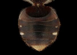   Matangapis alticola  female abdomen, photo: C. Ritner copy; Division of Entomology, University of Kansas Biodiversity Institute 
