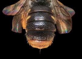   Xenostelis polychroma  female abdomen, photo: C. Ritner copy; Division of Entomology, University of Kansas Biodiversity Institute 
