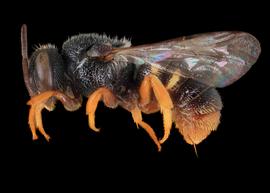   Xenostelis polychroma  female lateral habitus, photo: C. Ritner copy; Division of Entomology, University of Kansas Biodiversity Institute 
