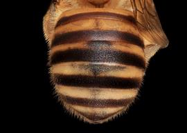   Apianthidium apiforme  female abdomen, photo: C. Ritner copy; Division of Entomology, University of Kansas Biodiversity Institute 
