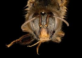   Apis nigrocincta  female face, photo: T. Brady 
