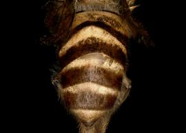   Apis nigrocincta  female abdomen, photo: T. Brady 

