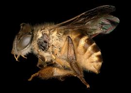   Apis nigrocincta  female lateral, photo: T. Brady 
