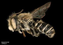   Megachile rotundata  male lateral habitus, photo: Colleen Meidt 
