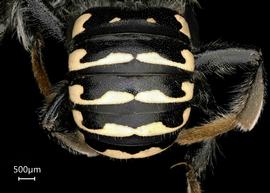   Anthidium clypeodentatum nbsp;male abdomen, photo: Tevan Brady
