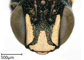  Ceratina mendozina , male. photo: Chelsey Ritner 
