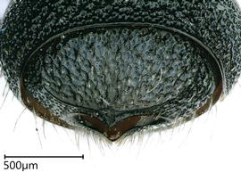   Ceratina mendozina,  female. photo: Chelsey Ritner 
